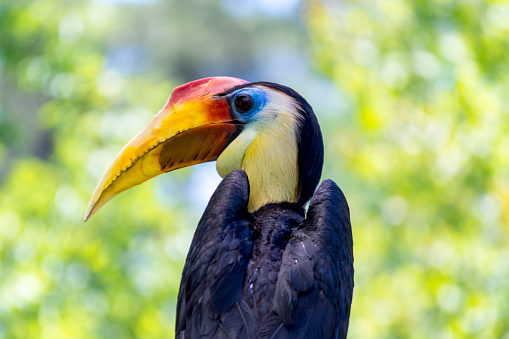 This shot shows a wrinkled hornbill on a perch.  This bird has a very colorful head and beak.  The character Zazu on Disney's Lion King is patterned after a bird like this.