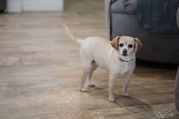 istock Mia, the Chihuahua Beagle 1255664848
