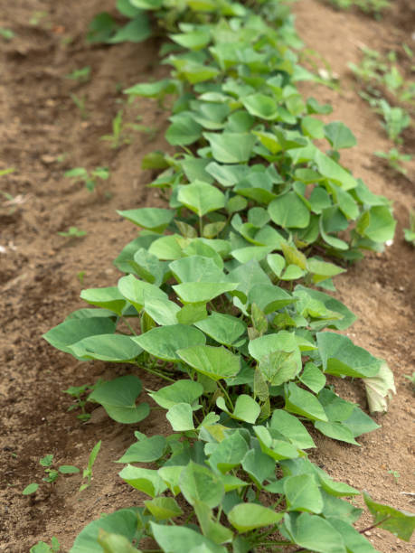 istock Sweet potato field 1255664965
