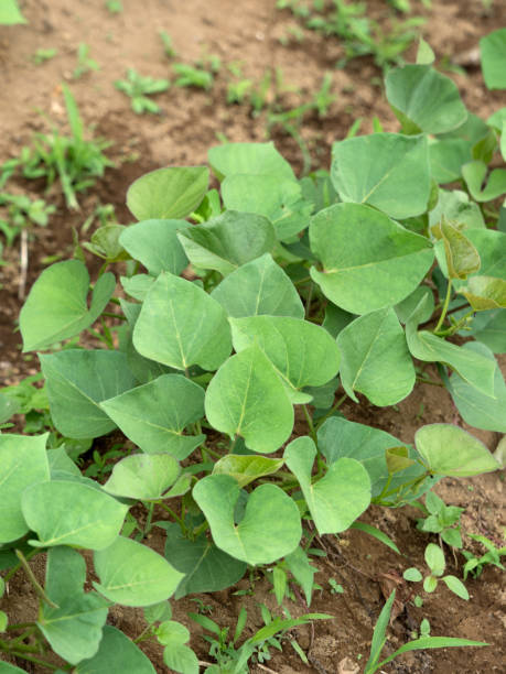 istock Sweet potato field 1255664967