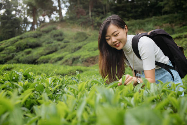 istock Young asian woman with backpack exploring tea plantation 1255664978