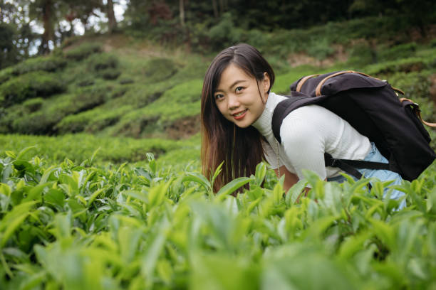istock Young asian woman with backpack exploring tea plantation 1255666240