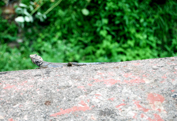 A selective focus shot if a lizard on a stone in nature
