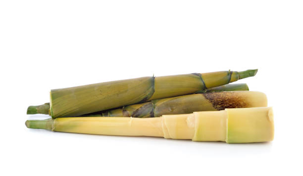 tiro de bambu em um fundo branco - bamboo bamboo shoot green isolated - fotografias e filmes do acervo
