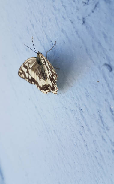 istock butterfly white black close up on blue wall standing 1255672796