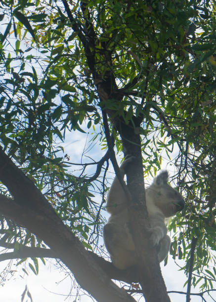 istock Photo of a koala climbing a eucalyptus gum tree 1255674693