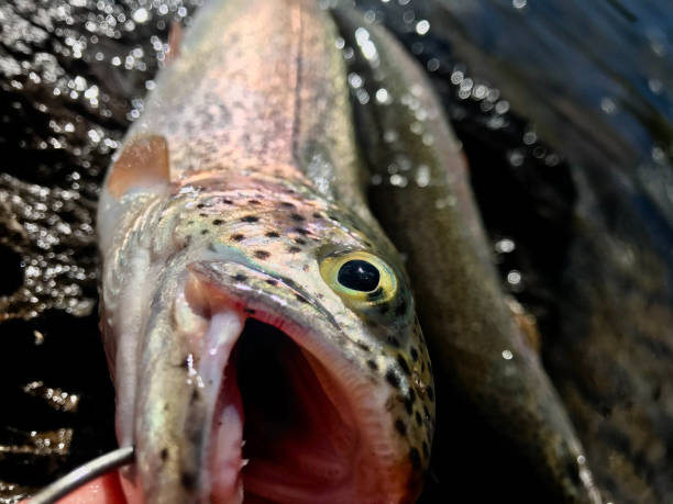 istock Rainbow Trout at Lake Shore During Fishing Experience Series 1255677505