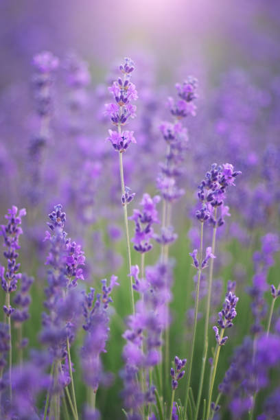 istock Lavender flowers nature 1255679188