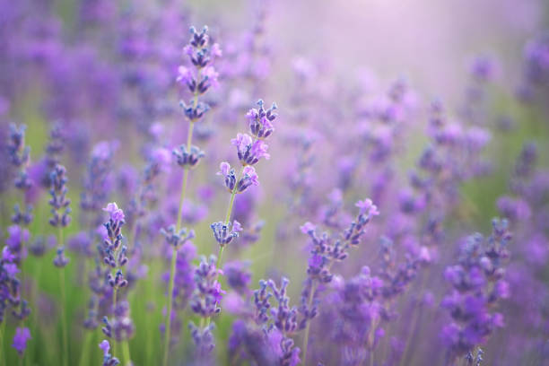 istock Lavender closeup. Composition of nature, 1255679194