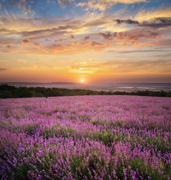 istock Meadow of lavender. 1255679216