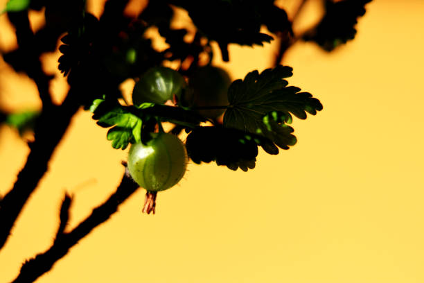 緑のグースベリー - 黄色の背景 - gooseberry fruit growth green ストックフォトと画像