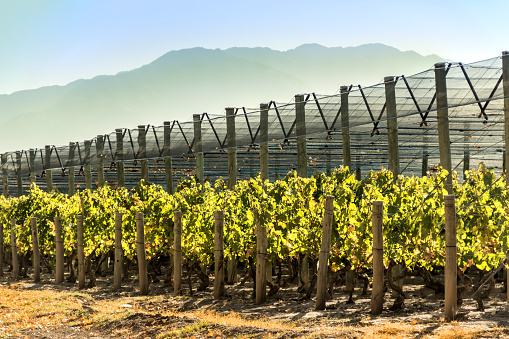 Malbec grape vineyards, during the autumn, as a background, the Andes. Maipu, Mendoza, Argentina.