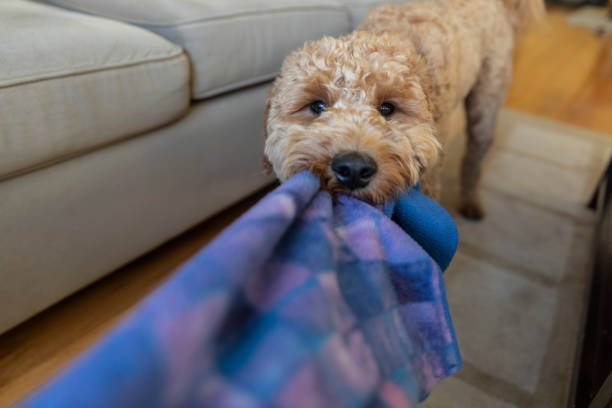 istock Goldendoodle Playing Tug of War 1255684340