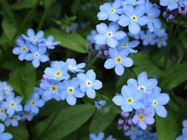 istock Pretty Blue Forget-Me-Not Flowers 2018 1255684381