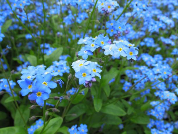 istock Pretty Blue Forget-Me-Not Flowers 2018 1255684401