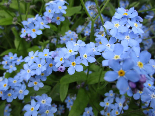 istock Pretty Blue Forget-Me-Not Flowers 2018 1255684410