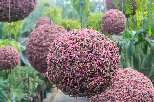 Pink small bromeliad decor in a garden by planting on sphere shape hang in a garden. Nature tree and flower background in outdoor