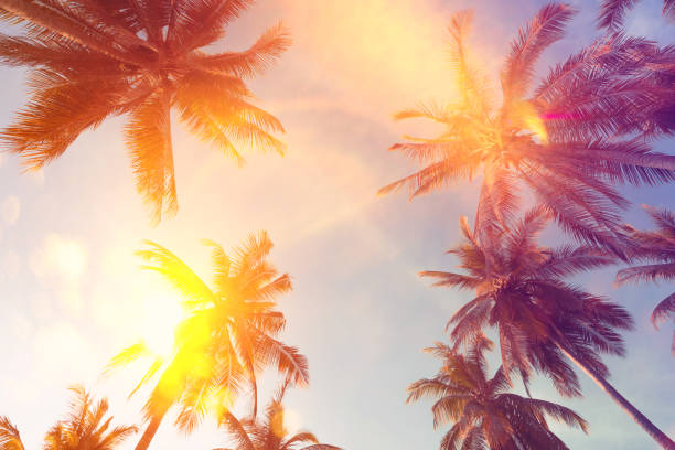 istock Copy space of silhouette tropical palm tree with sun light on sunset sky and cloud abstract background. 1255685499