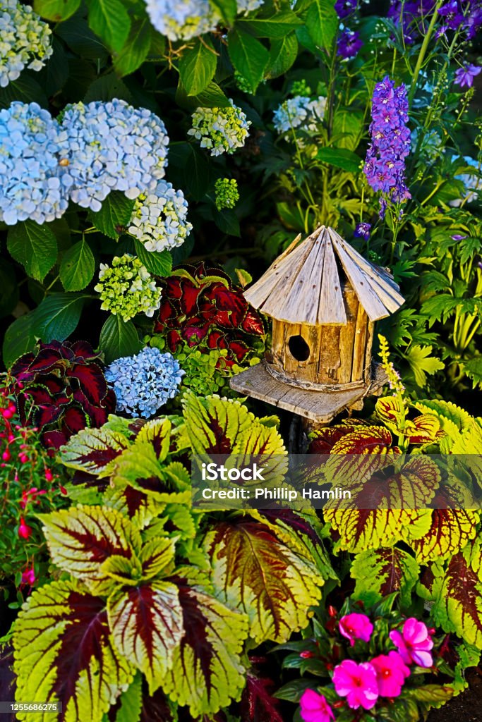Birdhouse, garden setting. 14 image series. Colorful tropical and subtropical plants, flowers and birdhouse.  2 varieties of Coleus, a hydrangea, delphinium, fuchsia, and begonia. Birdhouse Stock Photo