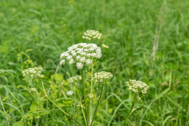 istock wild plant carrot wild closeup 1255687715