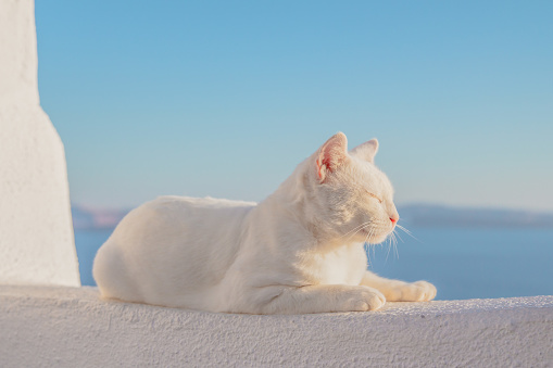 A white cat is lying on a white wall with its eyes closed with  the blue sky on the background