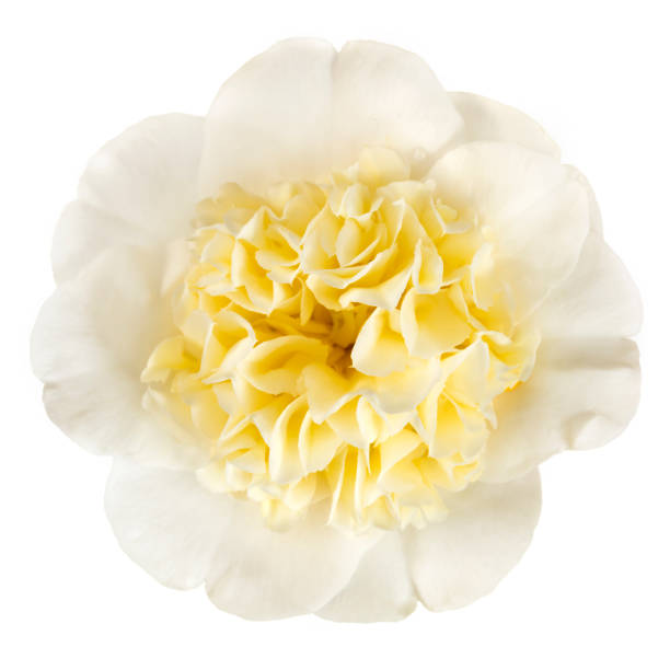 istock Yellow camellia flower isolated on white.  Top view. 1255689450
