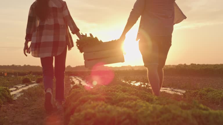 SLO MO Couple carries a crate full of vegetables across a field at sunset