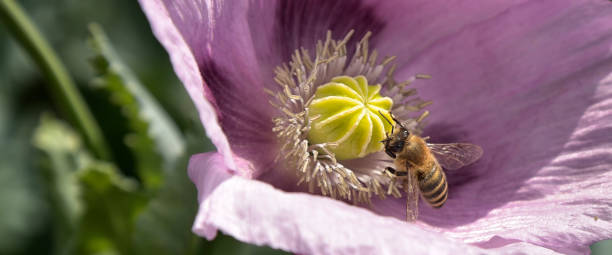 bienen in einer lila mohnblume - poppy flower opium poppy formal garden stock-fotos und bilder