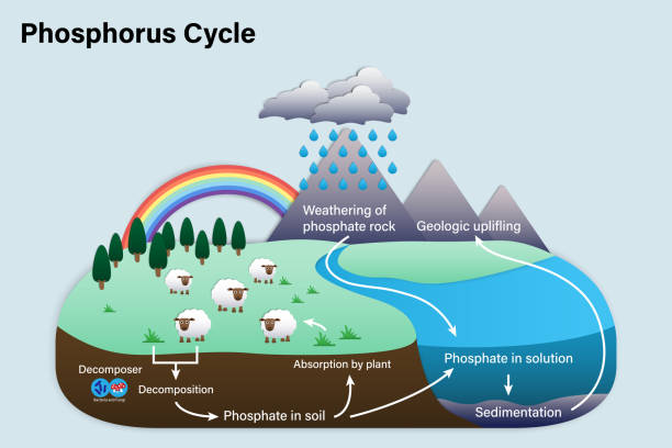 Diagram Of Phosphorus Cycle Stock Illustration - Download Image Now - Cycle  - Vehicle, Bicycle, Rock - Object - iStock