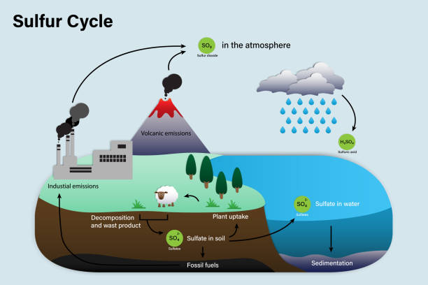 ilustrações, clipart, desenhos animados e ícones de diagrama do ciclo de enxofre - sulfuric