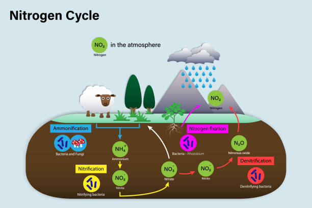 Diagram of Nitrogen cycle Diagram of Nitrogen cycle, Biogeochemical cycle for education chart nitrogen stock illustrations