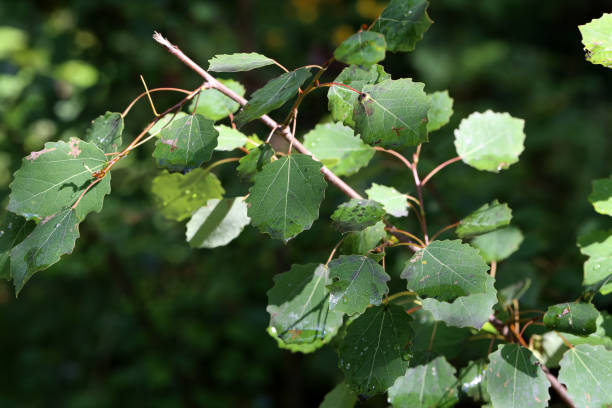 istock Green leaves with drops of moisture after rain 1255691629
