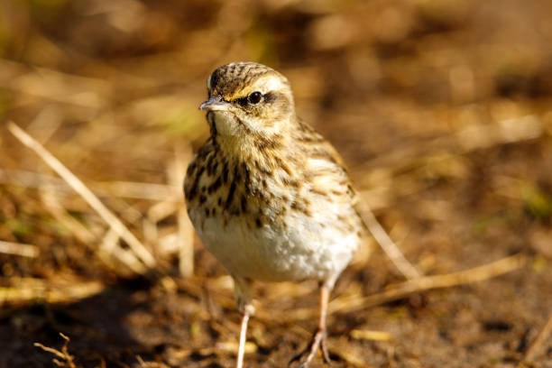istock Australasian Pipit in New Zealand 1255692321