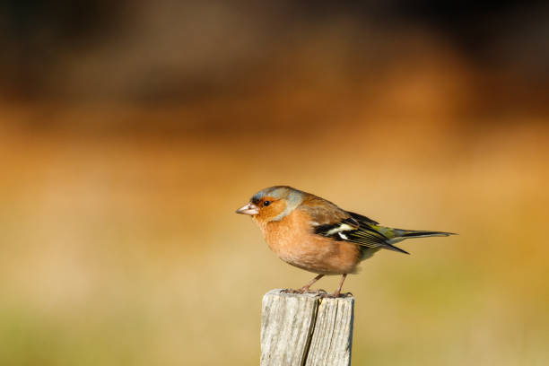 istock Chaffinch in New Zealand 1255692394