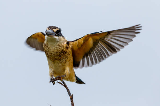 Scared Kingfisher in Australasia Only kingfisher found in New Zealand todiramphus sanctus stock pictures, royalty-free photos & images