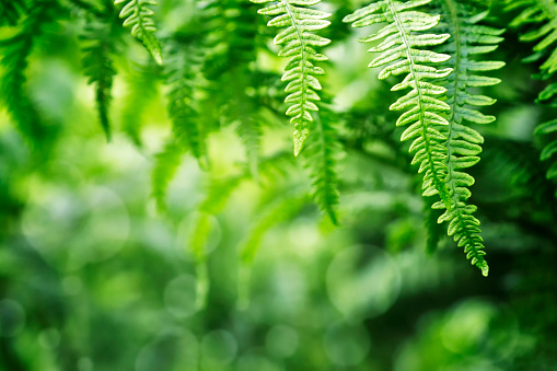 bright, green fern leaves form a natural frame. Nice, fresh background for natural topics on the Internet.