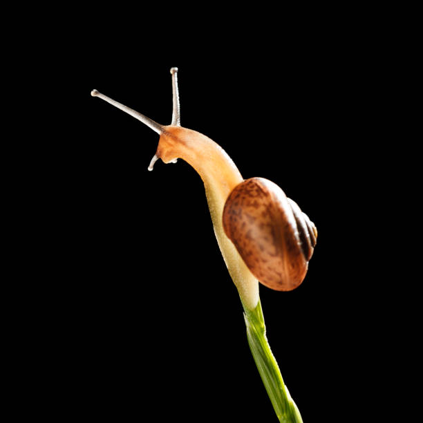 Macro of snail on top of grass stalk isolated on black background