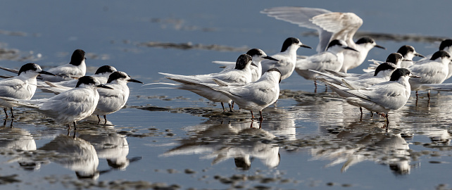 The most common tern found across Australasia