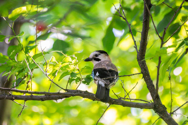 Jay Bird on Cherry Tree Jay Bird on Cherry Tree pinyon jay stock pictures, royalty-free photos & images