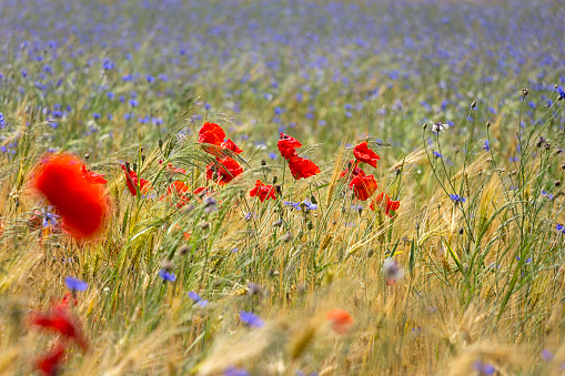 View of a meadow with poppies, cornflowers and cereals. Some areas are in the blurred area.