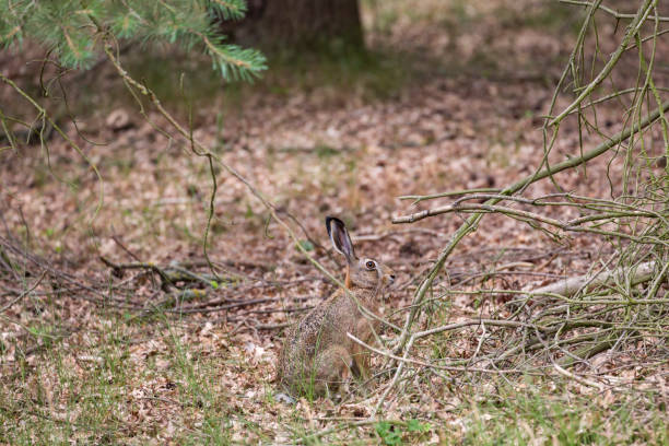 Perfect camouflage. A rabbit sits quietly in the forest. Its fur is the same colour as the leaves on the ground. Its ears are set high.