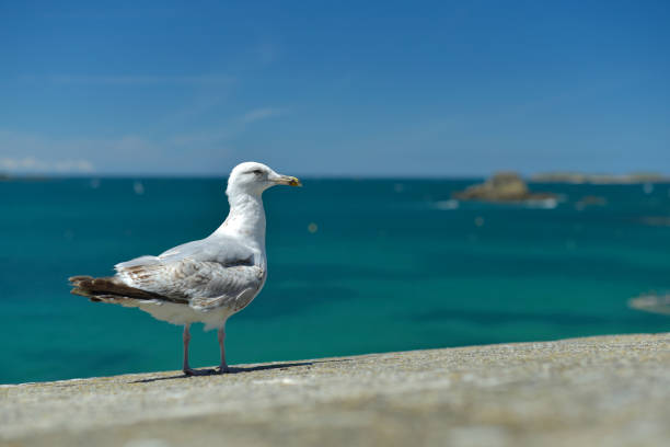 istock Gull on Ramparts Saint-Malo 1255695514