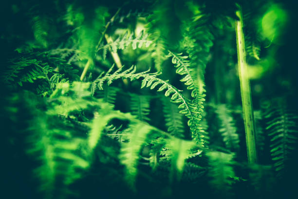 istock nostalgic look into a jungle with fern 1255695638