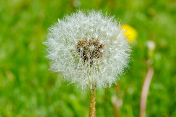 istock Beautiful fluffy dandelion with seeds against the green grass 1255696638