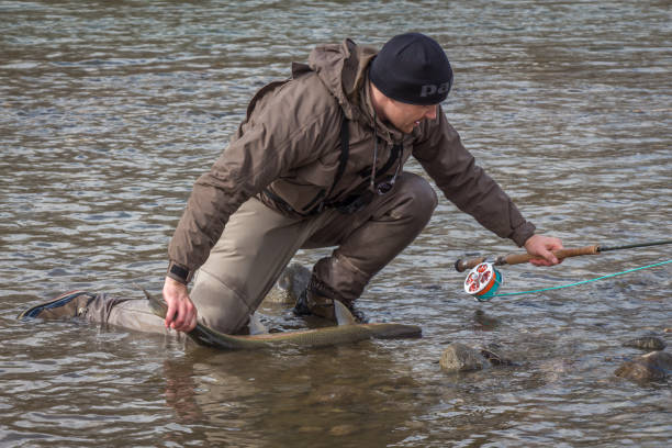 kalum river, colombie-britannique, canada - 11 avril 2017: un pêcheur qui a débarqué une truite arc-en-ciel à tête d’acier, avec sa canne à mouche - landscape canada north america freshwater fish photos et images de collection