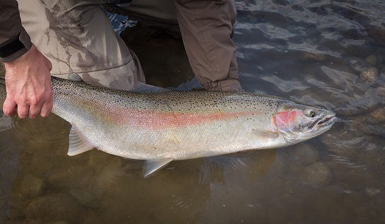 Beautiful pink steelhead, rainbow trout, held by the tail with its head in the water, ready to be released.
