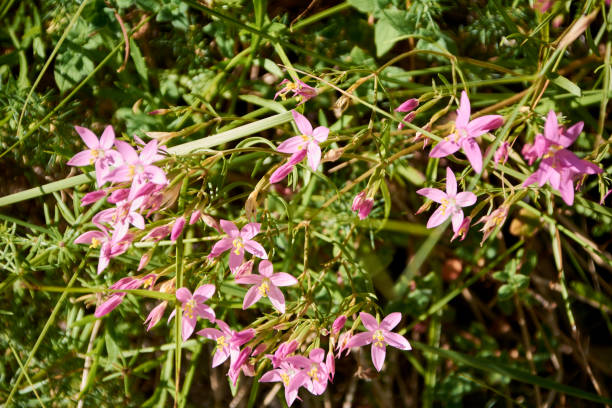 istock Set of small violet flowers 1255696756
