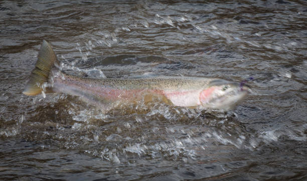 istock A steelhead trout hooked on a fly, fighting for freedom on the surface 1255696921