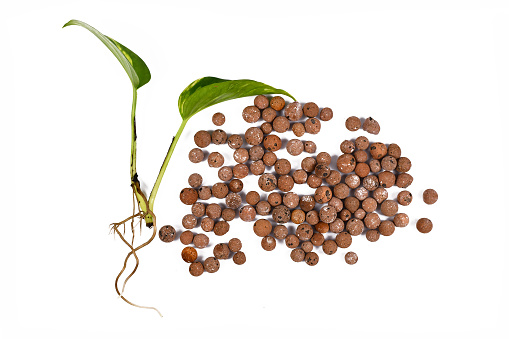 Top view of bare rooted pothos houseplants and expanded clay pellets for keeping plants in passive hydroponics system without soil isolated on white background