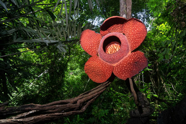 523 Rafflesia Stock Photos, Pictures & Royalty-Free Images - iStock |  Rafflesia tuan-mudae, Rafflesia arnoldii, Rafflesia flower